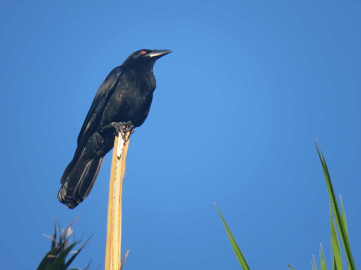 White-necked Crow - Jan Hansen