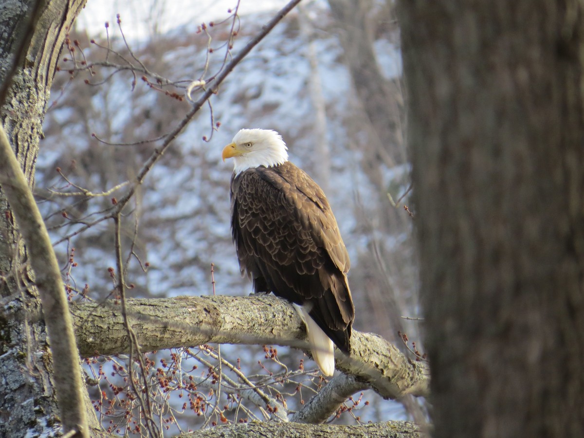 Bald Eagle - ML42121151