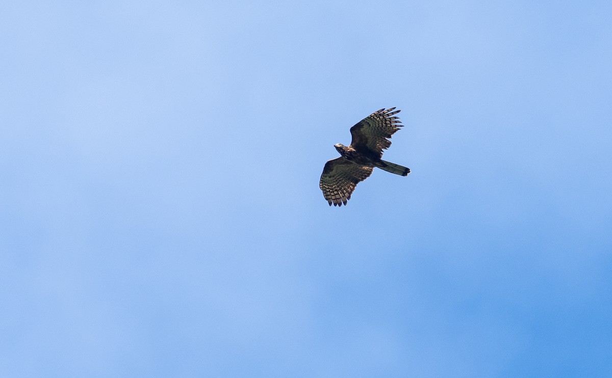 Philippine Honey-buzzard - Forest Botial-Jarvis
