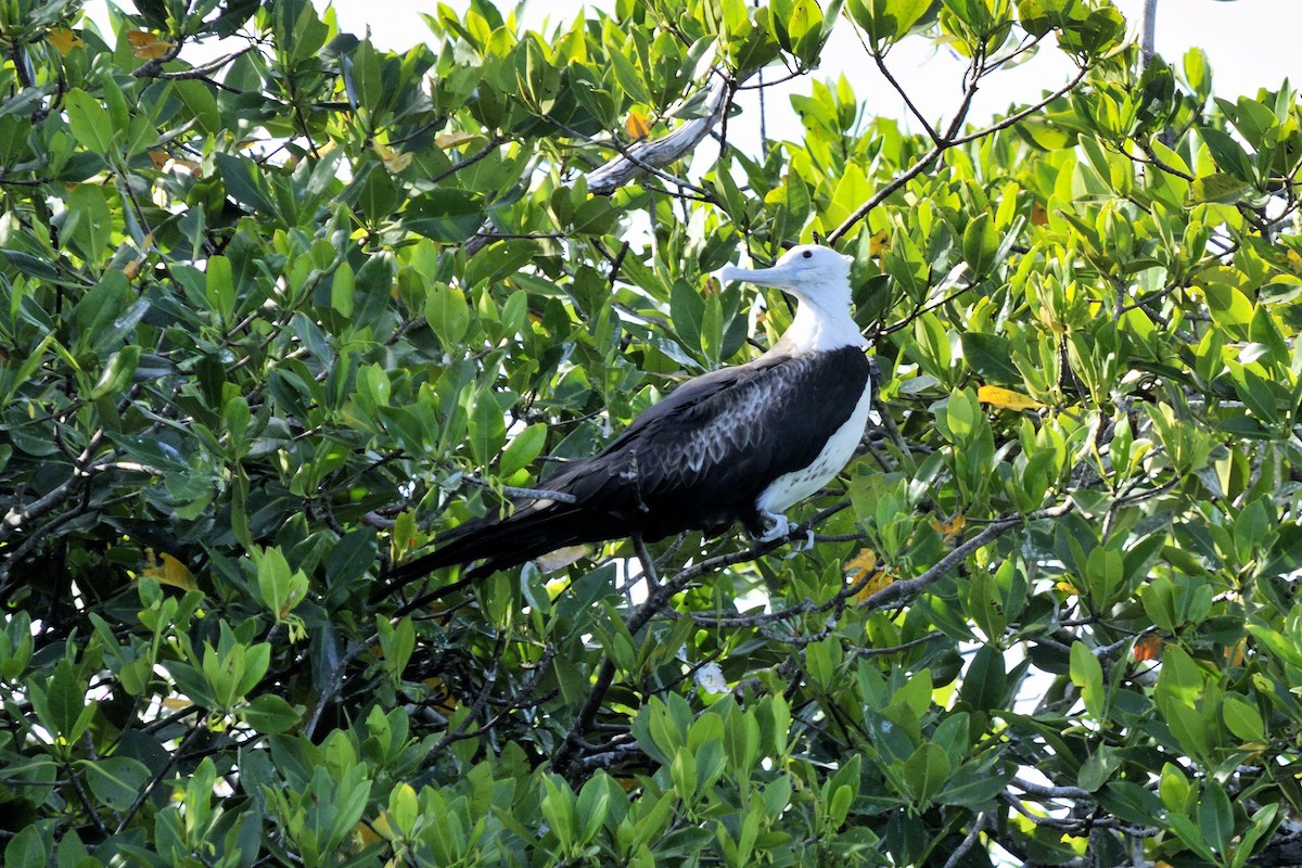 Magnificent Frigatebird - ML42121351