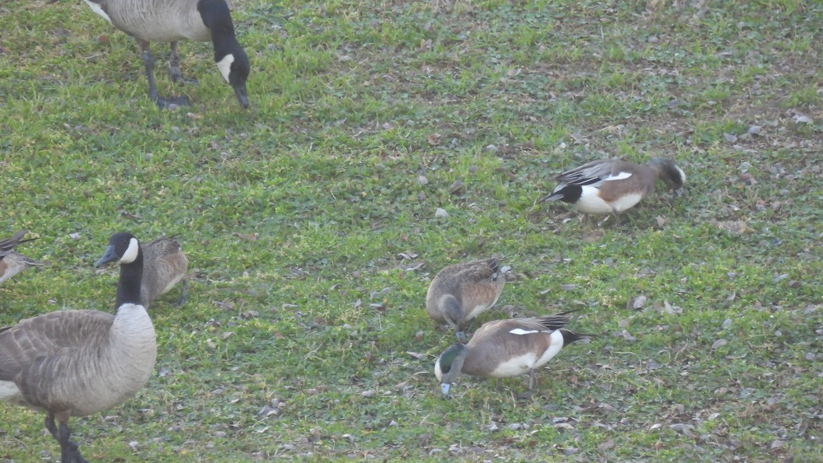 American Wigeon - Karen Evans