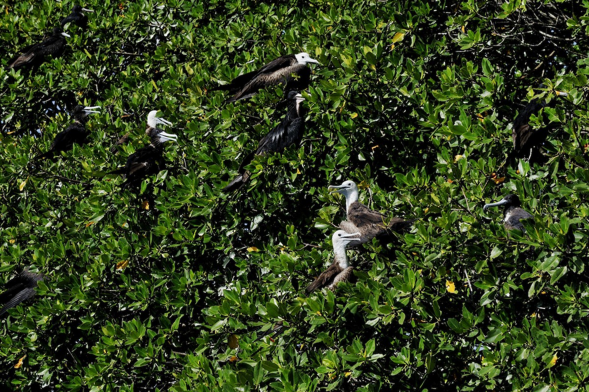 Magnificent Frigatebird - ML42121381