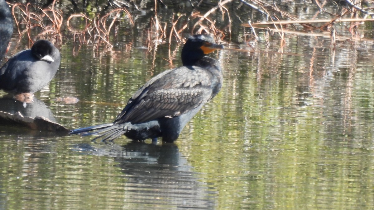 Double-crested Cormorant - Karen Evans