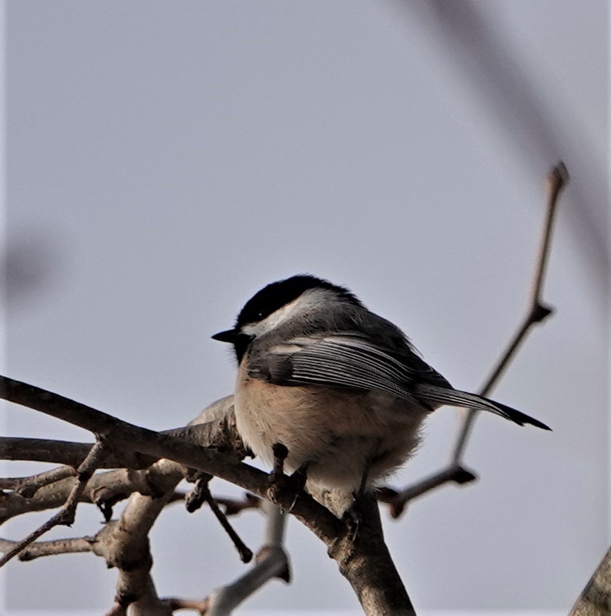 Black-capped Chickadee - ML421214341