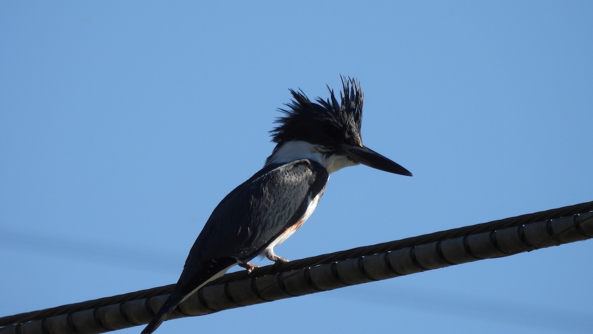 Belted Kingfisher - Karen Evans