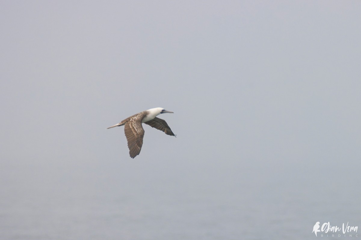 Peruvian Booby - ML421215141