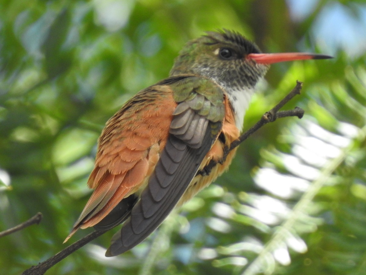 Amazilia Hummingbird - ML421215241
