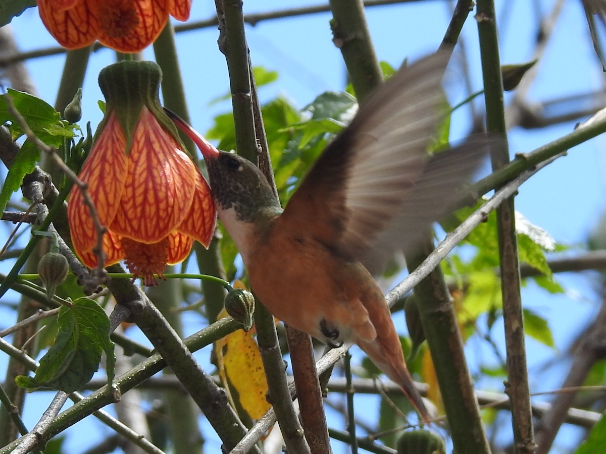 Amazilia Hummingbird - ML421215391