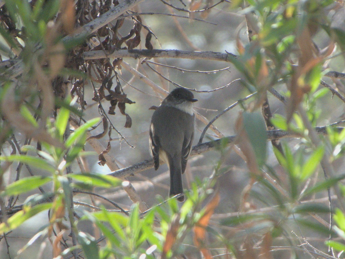 Eastern Phoebe - ML421215451