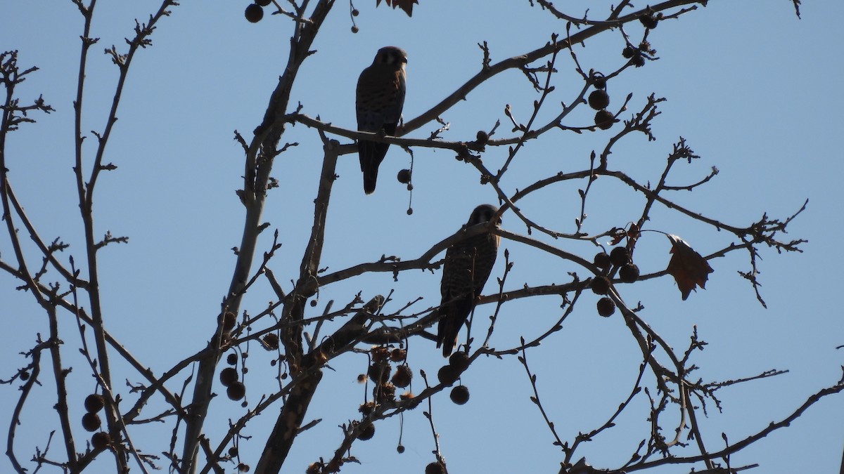 American Kestrel - ML421215801