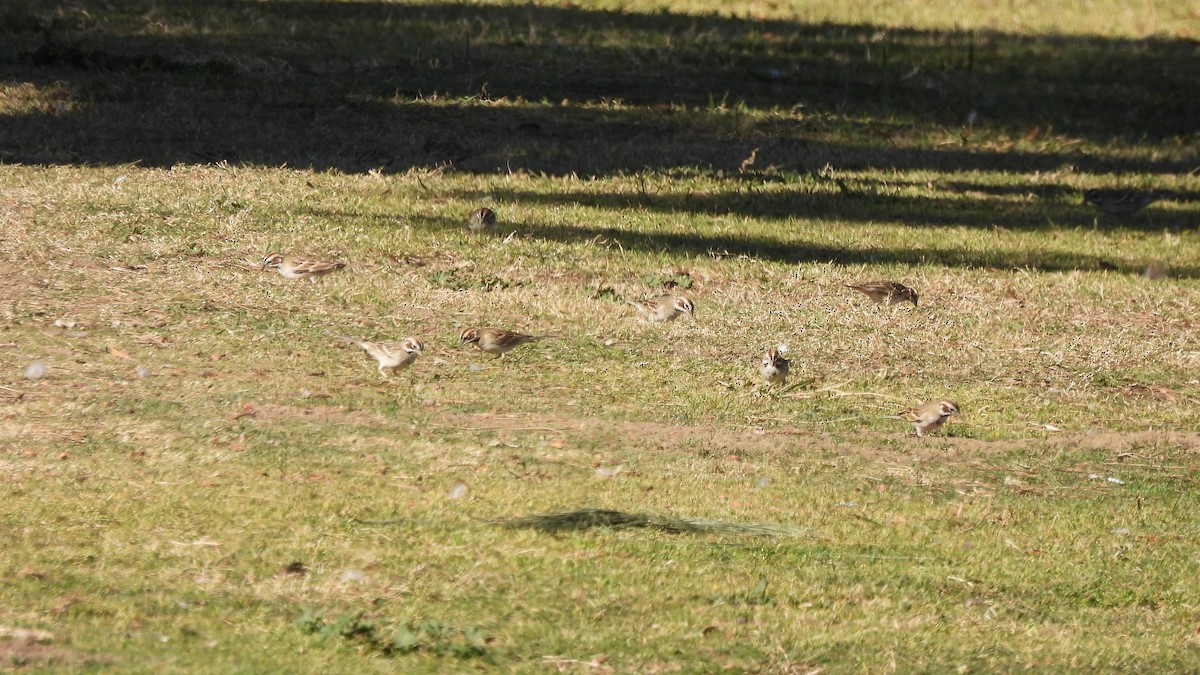 Lark Sparrow - Karen Evans