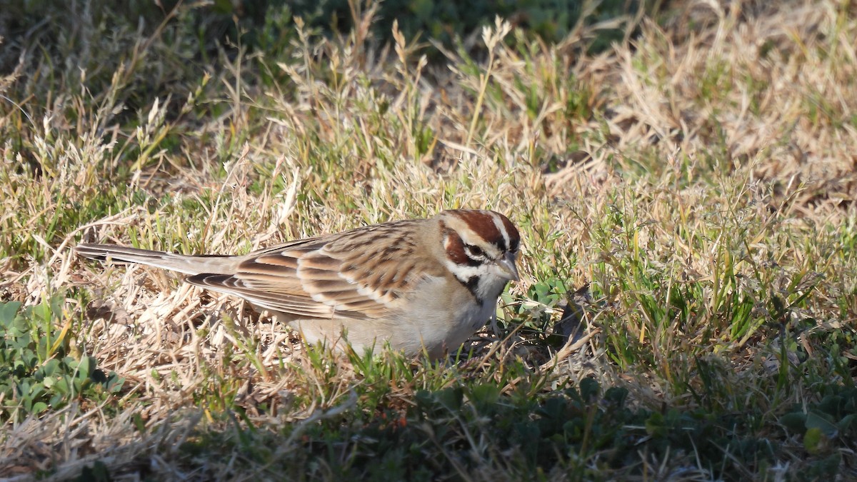 Bruant à joues marron - ML421215991