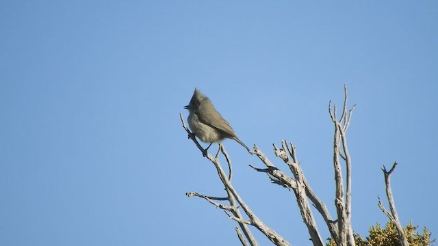 Juniper Titmouse - ML421216371