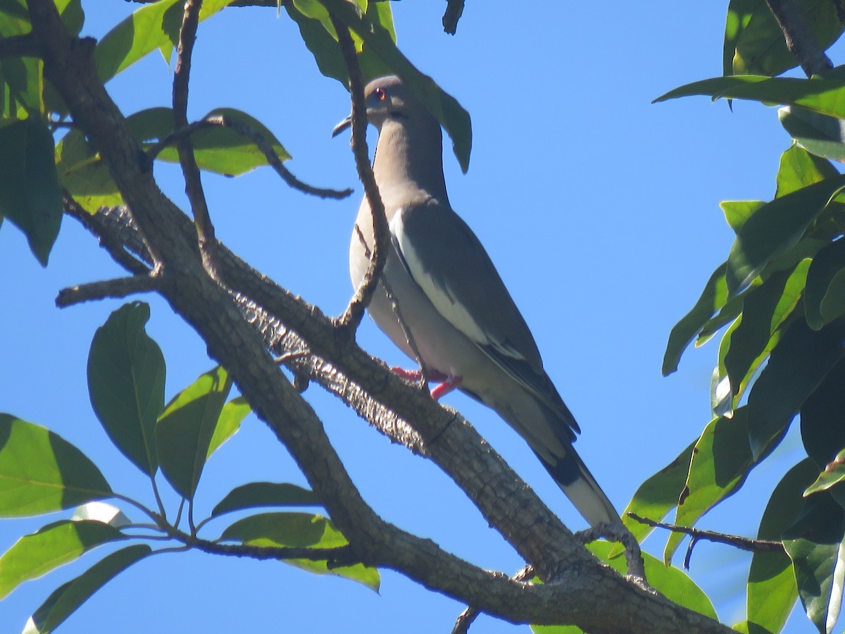 White-winged Dove - ML42121671
