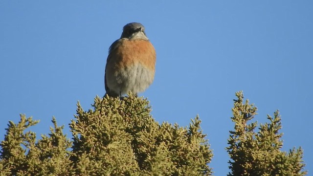 Western Bluebird - ML421216721