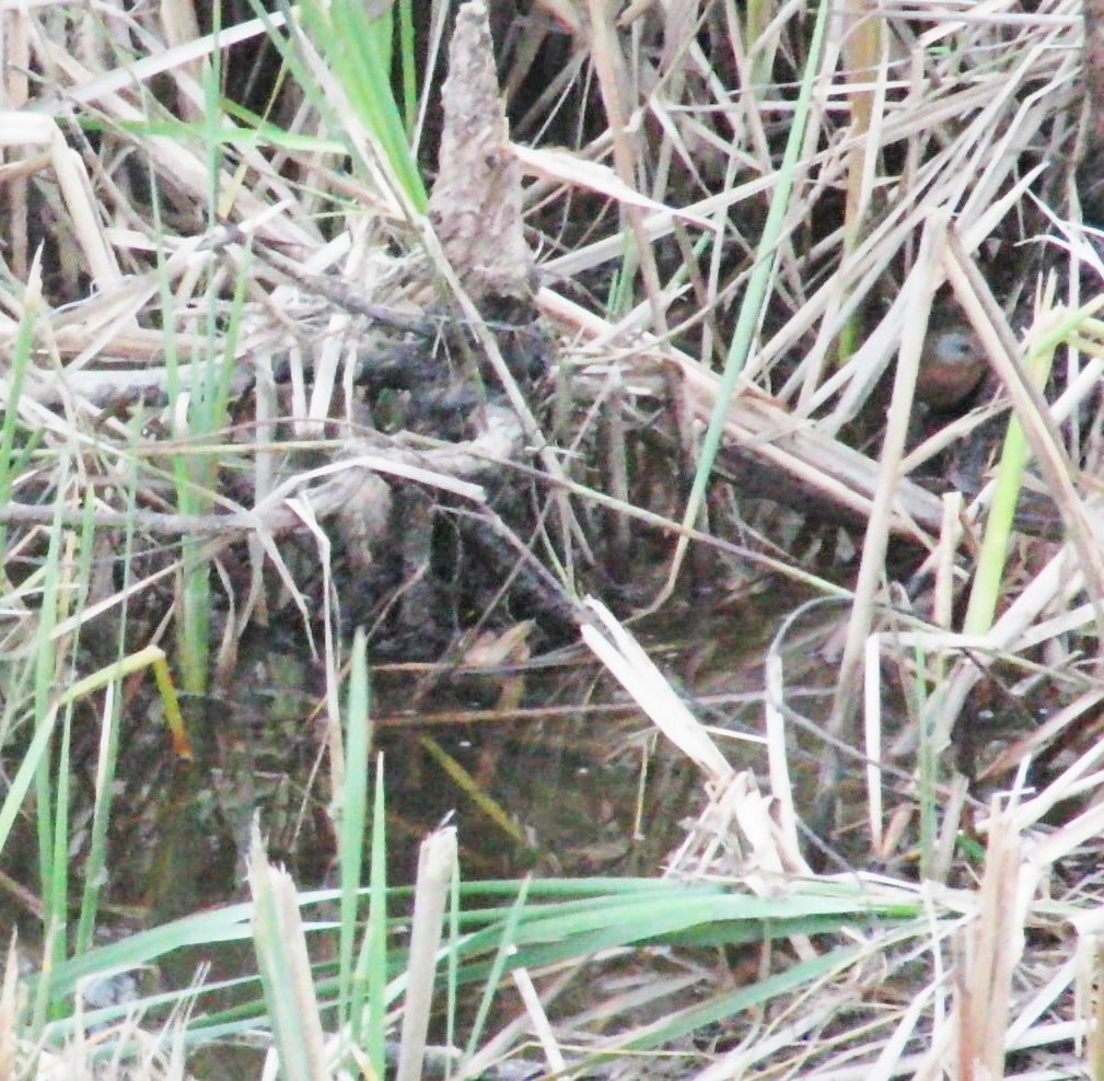 Virginia Rail - Colette Micallef