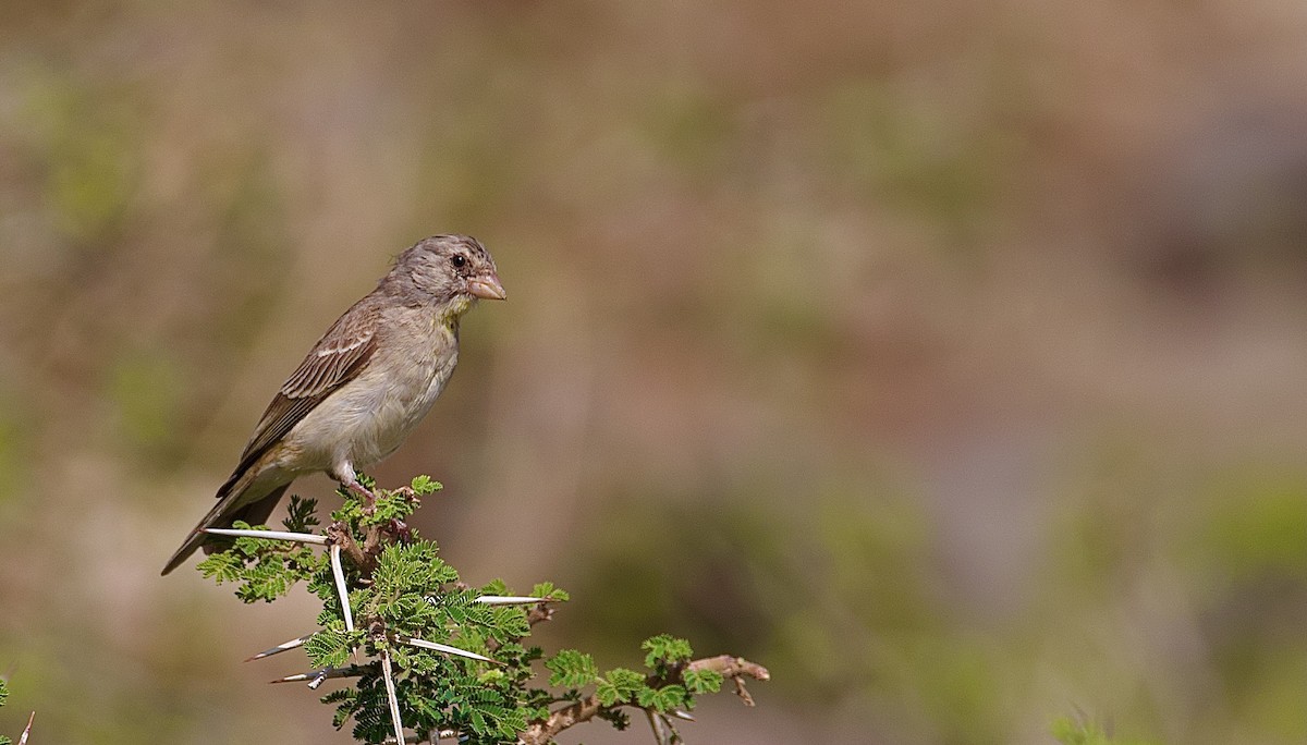 Yellow-throated Serin - ML421217581