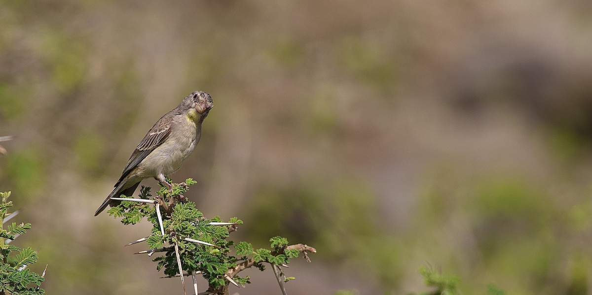 Yellow-throated Serin - ML421217601