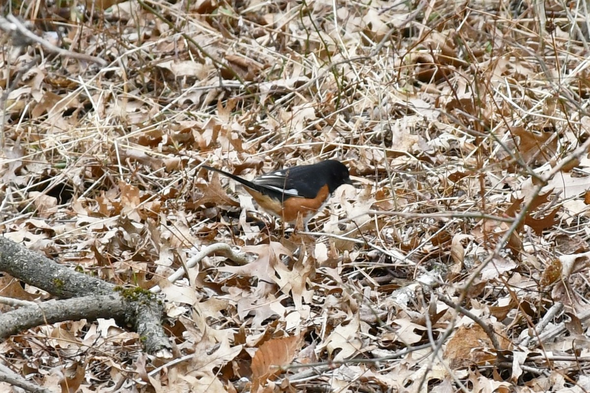 Eastern Towhee - ML421219741