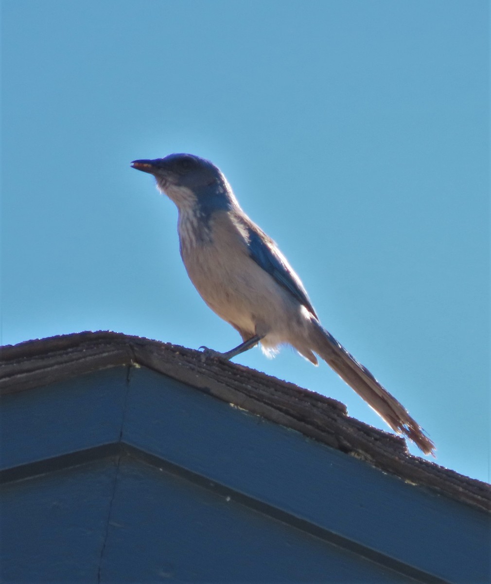 Woodhouse's Scrub-Jay - ML421219791