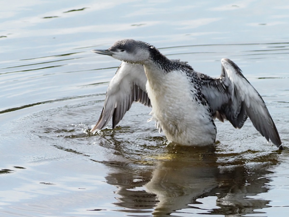 Red-throated Loon - David Zook