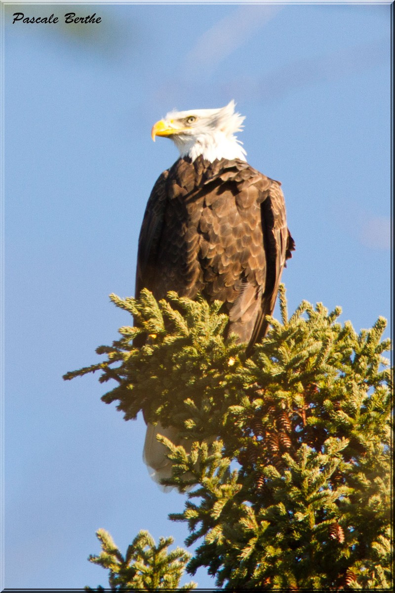 Bald Eagle - Pascale Berthe