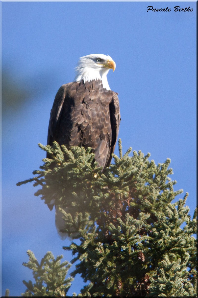 Bald Eagle - Pascale Berthe