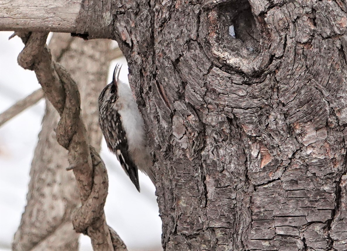 Brown Creeper - ML421226841