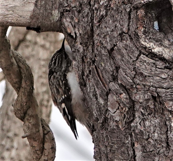Brown Creeper - ML421226881