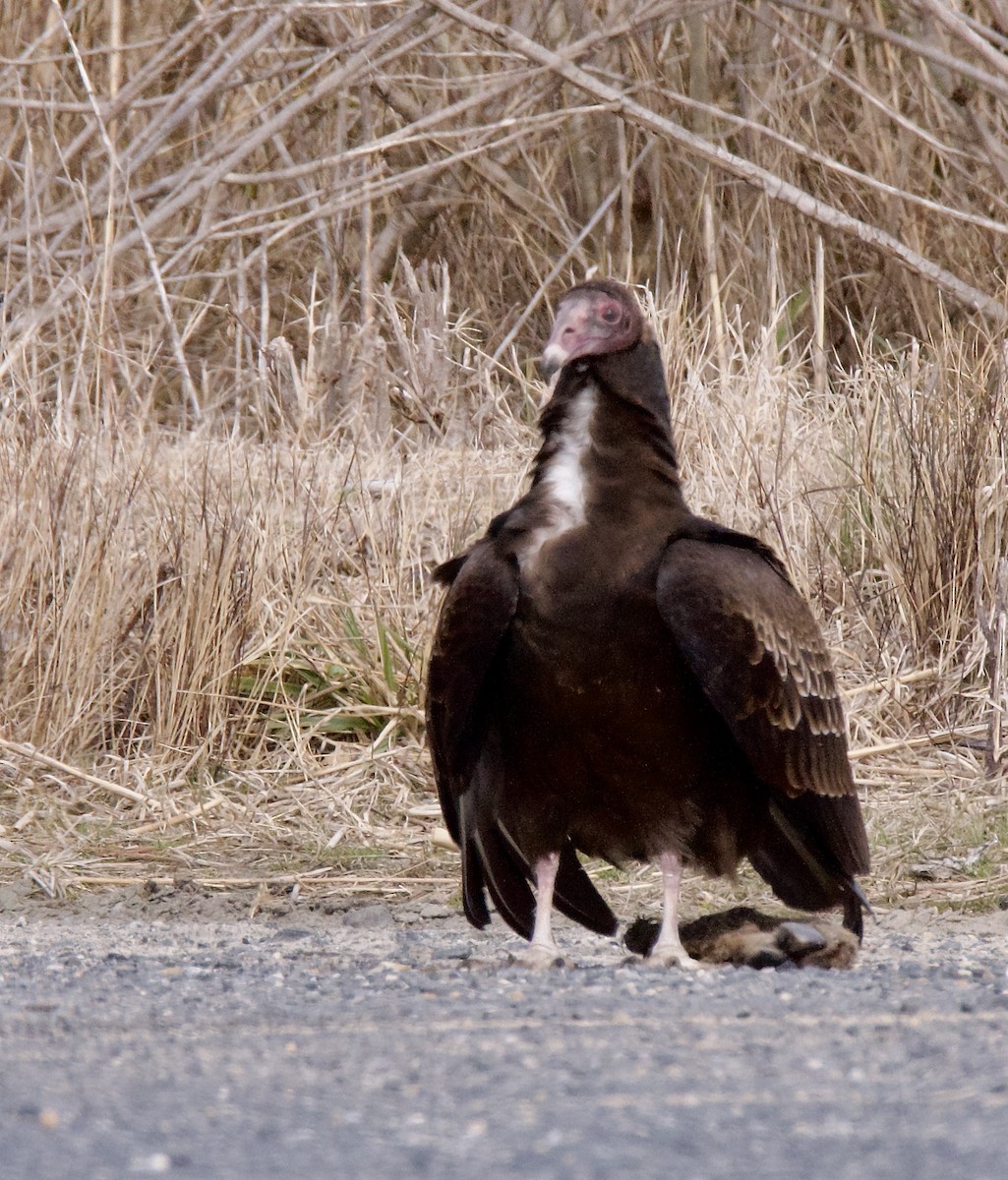 Turkey Vulture - ML421227401