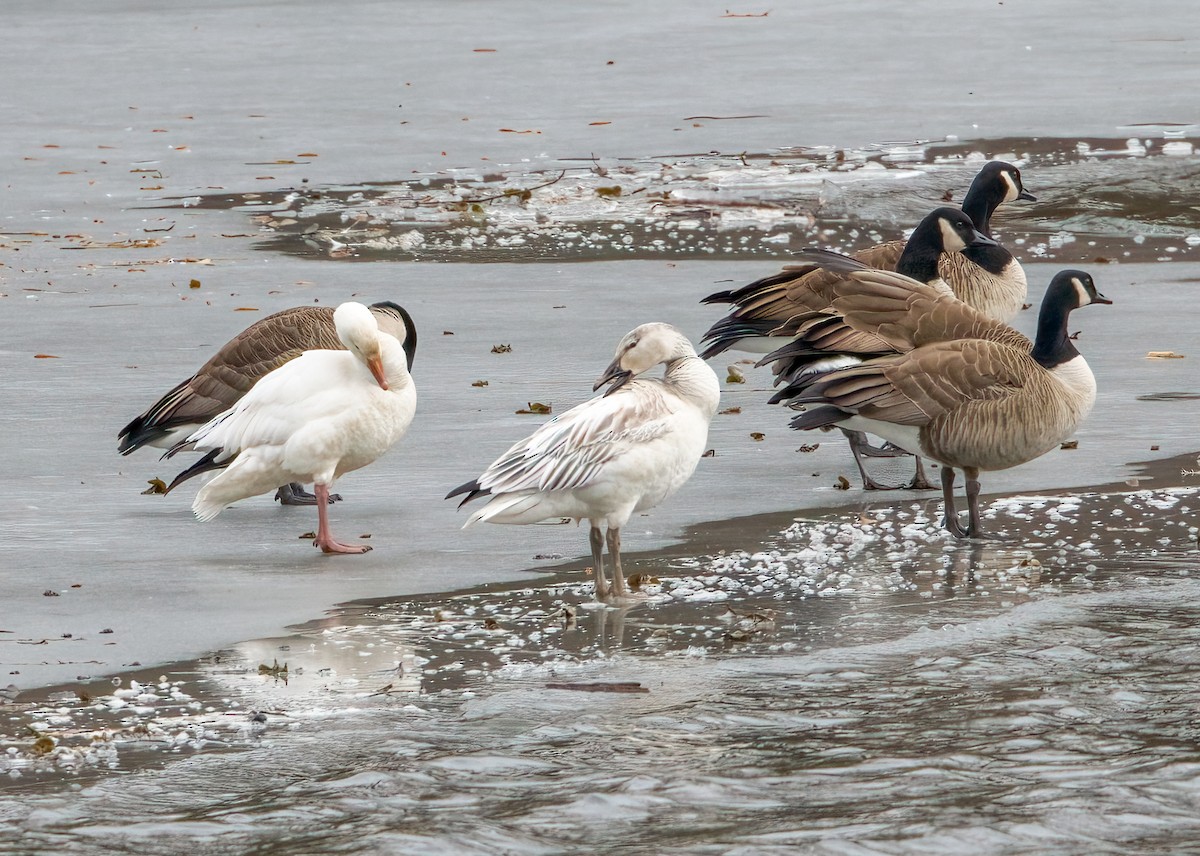 Цасны галуу - ML421227771