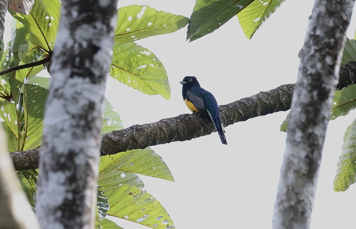 trogon podvazkový - ML421228571