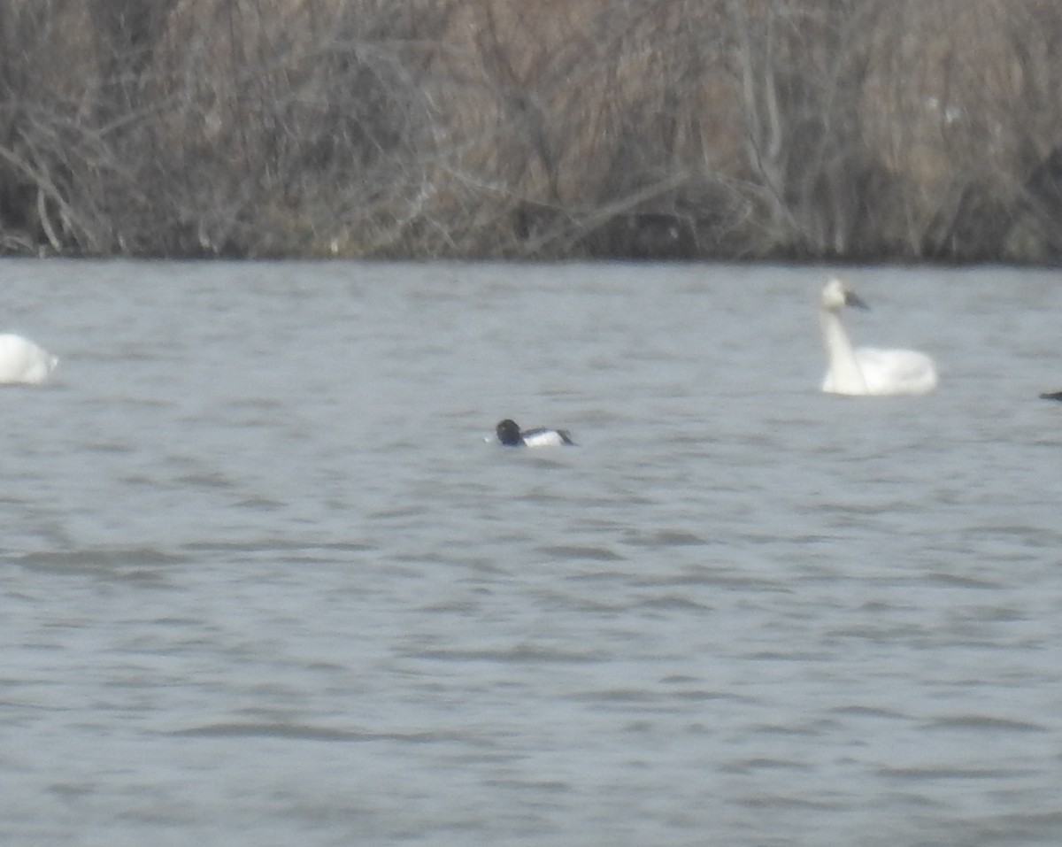 Tufted Duck - Adam  Miller