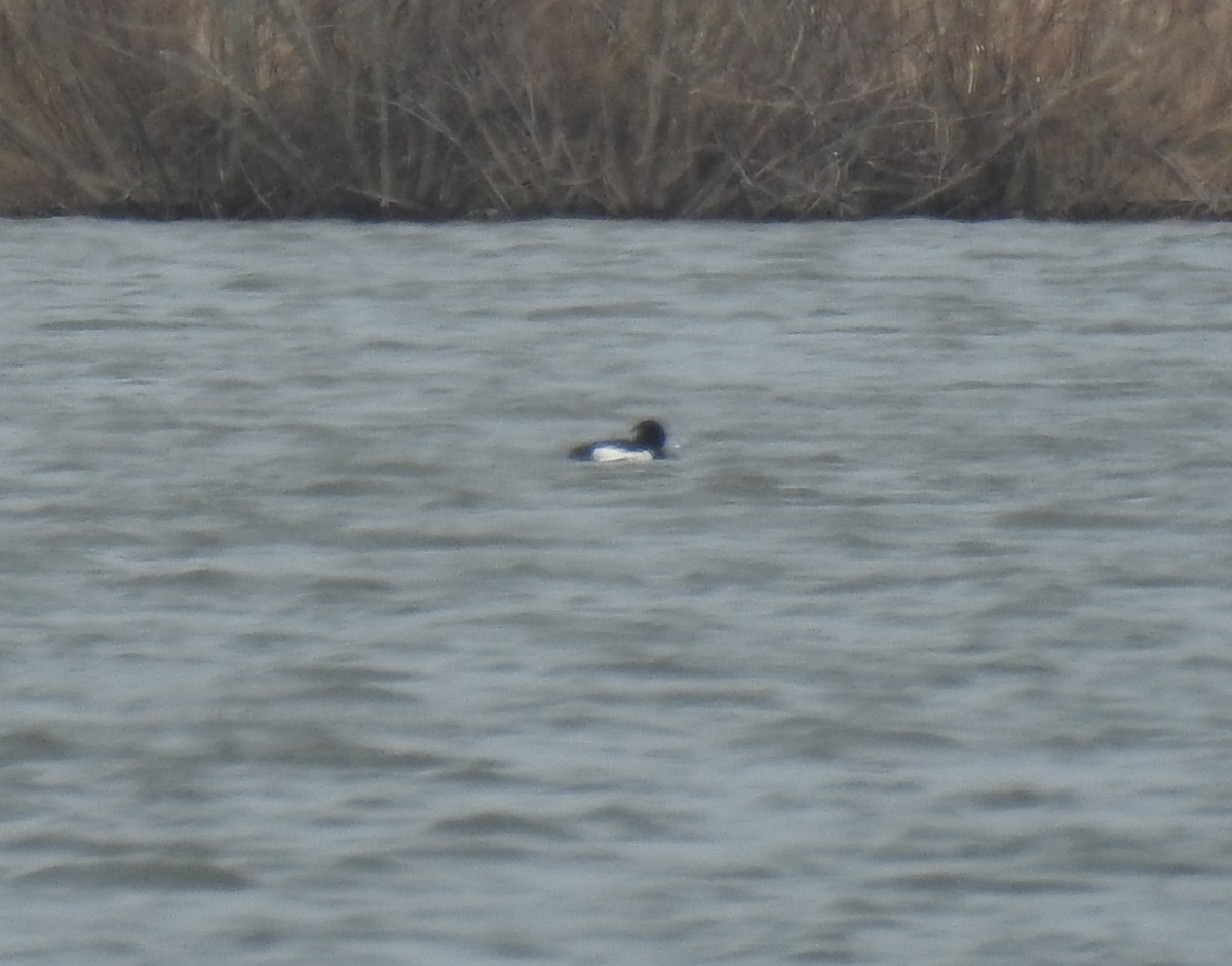 Tufted Duck - ML421229031