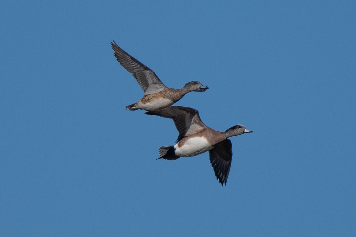 American Wigeon - ML421235471