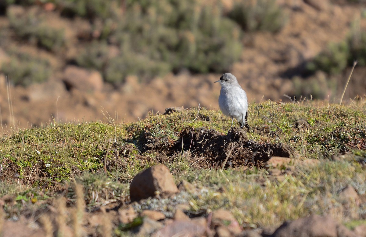 Black-fronted Ground-Tyrant - ML421235871