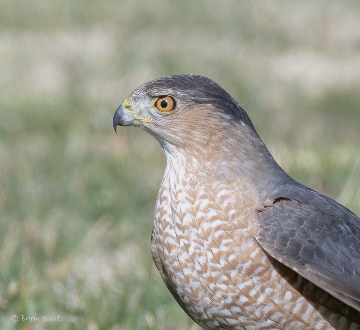 Cooper's Hawk - ML421235991