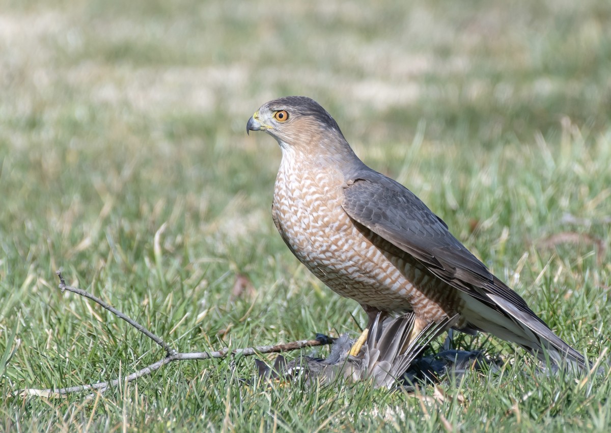 Cooper's Hawk - ML421236011