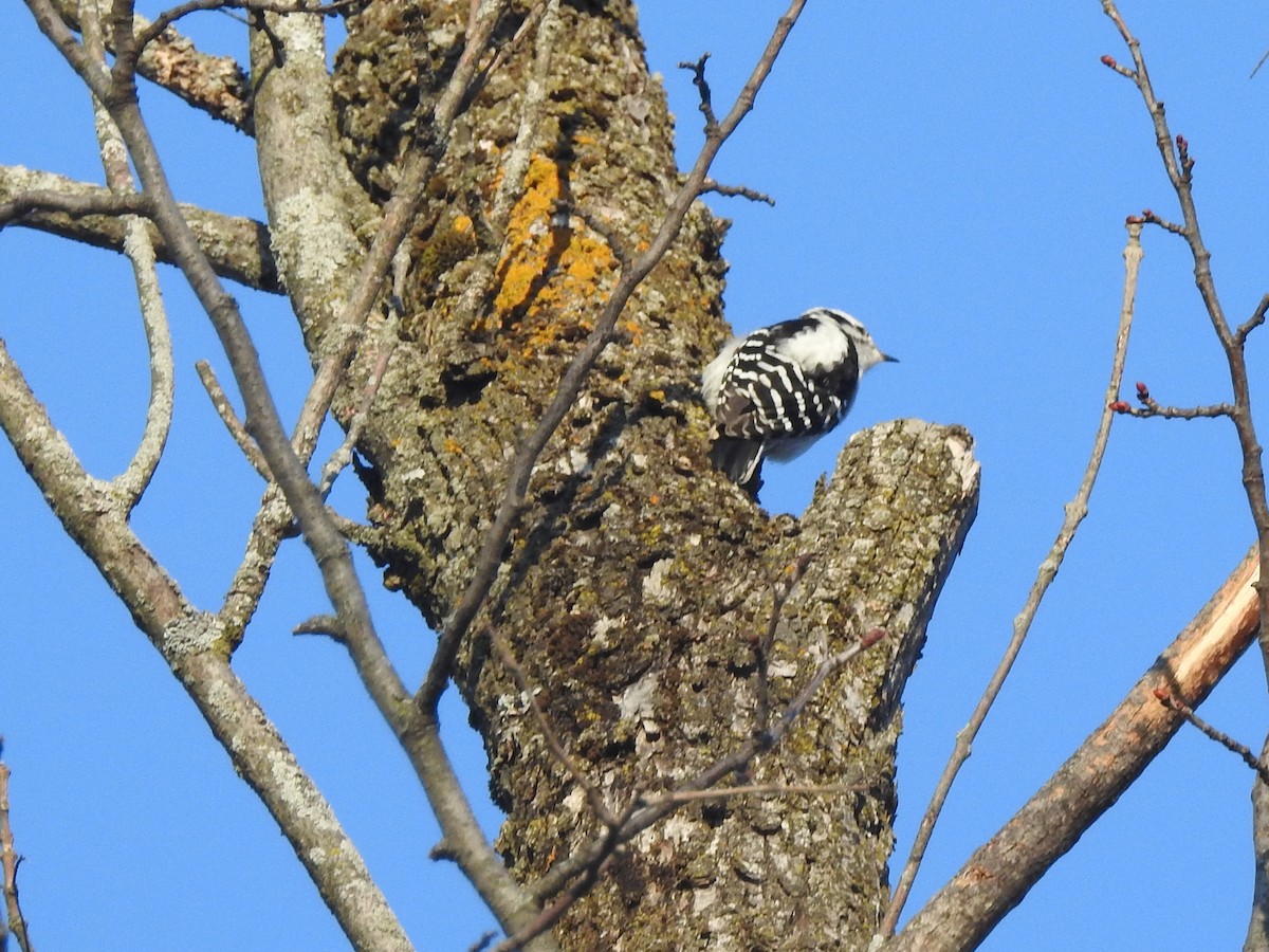 Downy Woodpecker (Eastern) - David Drews