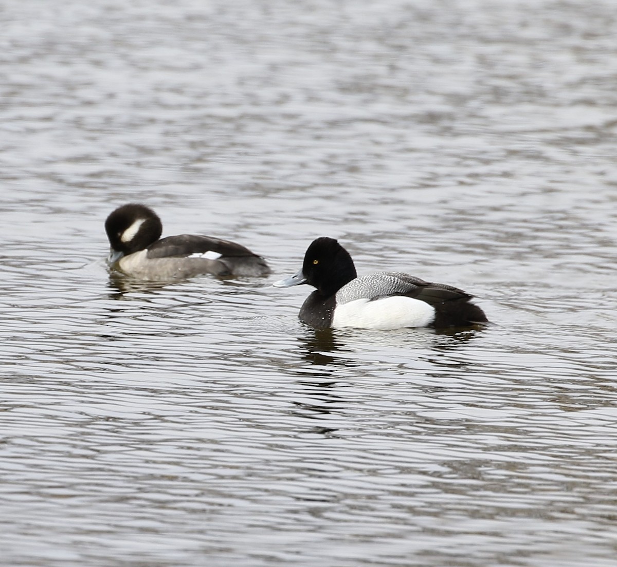 Lesser Scaup - ML421238351