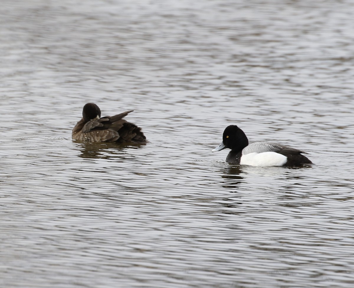 Lesser Scaup - ML421238371