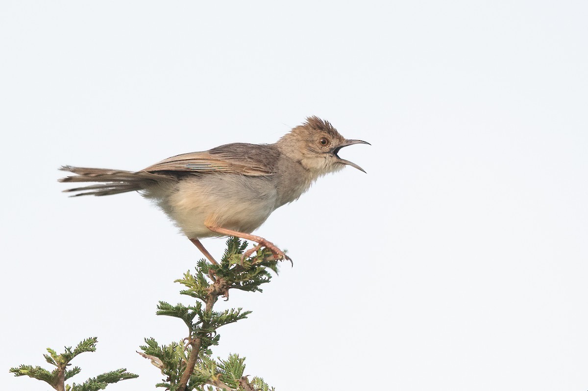 Rattling Cisticola - ML421239201