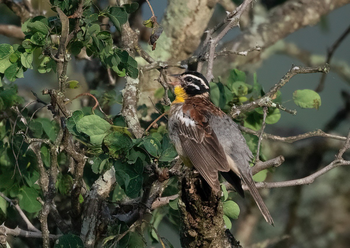 Golden-breasted Bunting - ML421239571