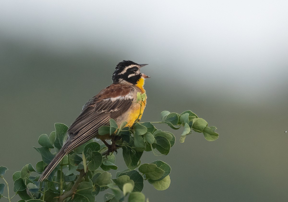 Golden-breasted Bunting - ML421239581