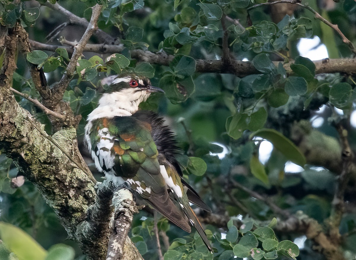 Dideric Cuckoo - ML421240881