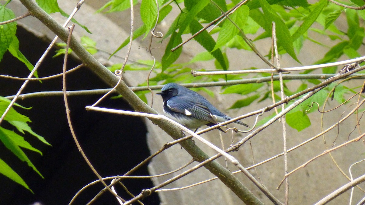 Black-throated Blue Warbler - Kathy Carroll