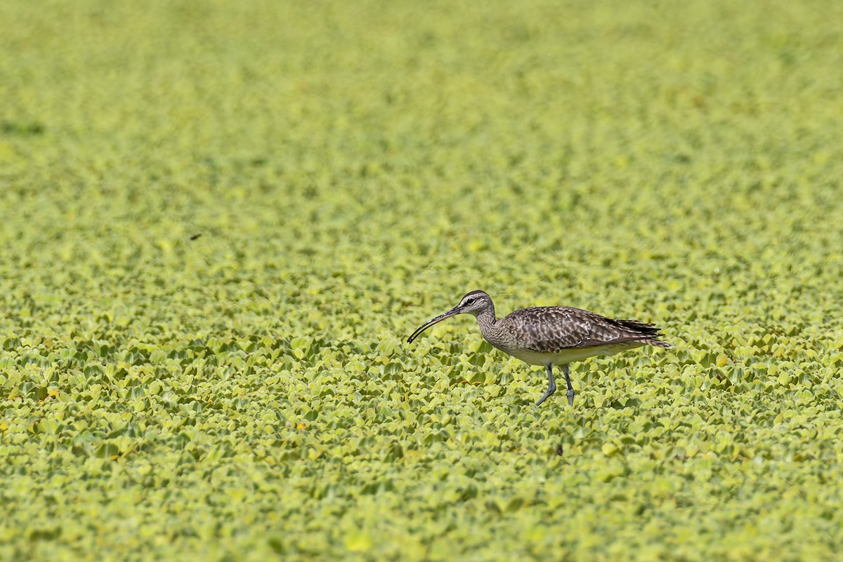 Whimbrel - ML421246331