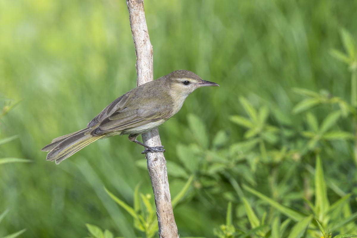 Noronha Vireo - ML421246581
