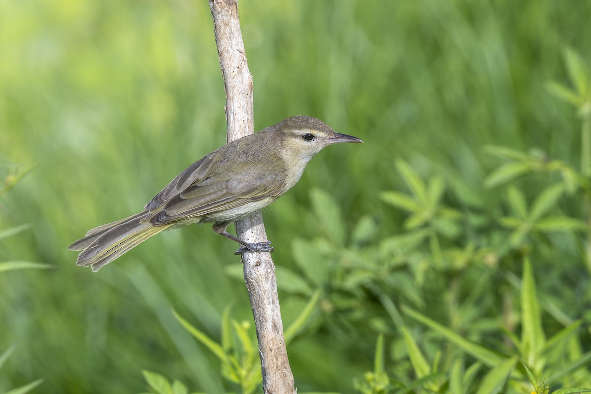 Noronha Vireo - ML421246581