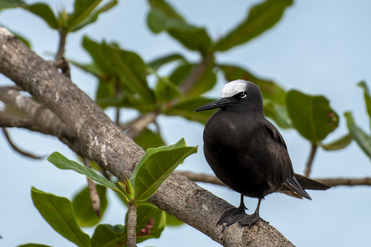 Black Noddy - Giovan Alex